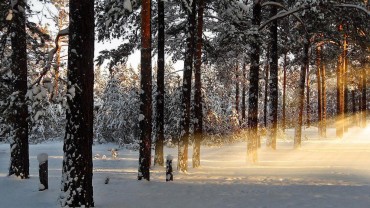 Winter-Forest-Light-Sunshine-768x1366