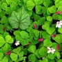 Oxalis-in-Spring