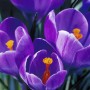spring-tulip-4