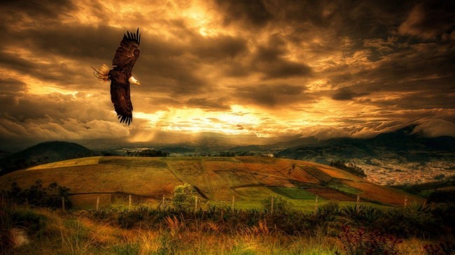 flying_eagle-1504879