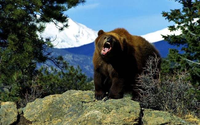 hd-beren-achtergrond-met-een-gevaarlijke-bruine-beer-wallpaper-foto