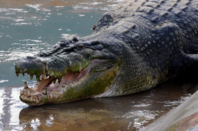 ilgiausias-pasaulyje-krokodilas-daugiau-kaip-6-metru-ilgio-60509143
