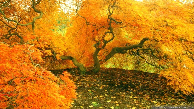 wonderful-small-autumn-trees-wallpapers-2560x1440