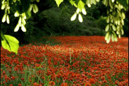El Reino de las Amapolas