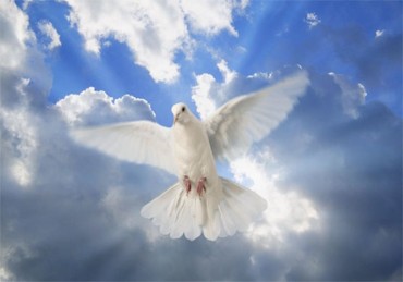 69861090_1296173342_s_white_dove_2_