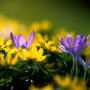 Garden Spring Crocus tw2011