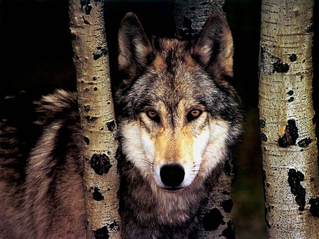 JLM-wolf01-(1024x768)