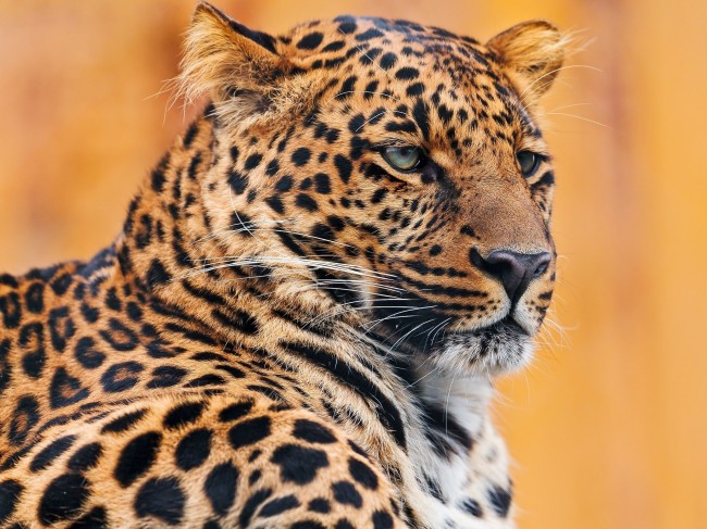 animals_leopards_2560x1920_wal_2560x1920_animalhi.com
