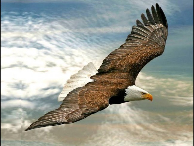 flying-eagle-177894
