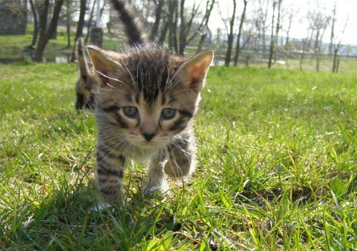 Katinukas, išsinešęs kančią…