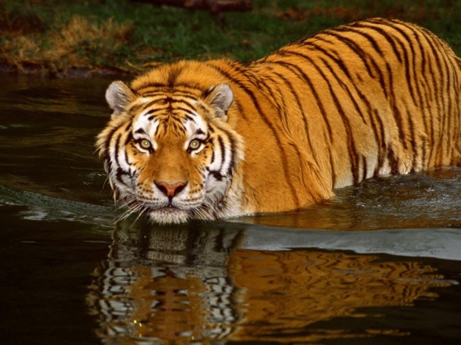 tigers_Art HD Wallpaper_1600x1200_animalhi.com-2