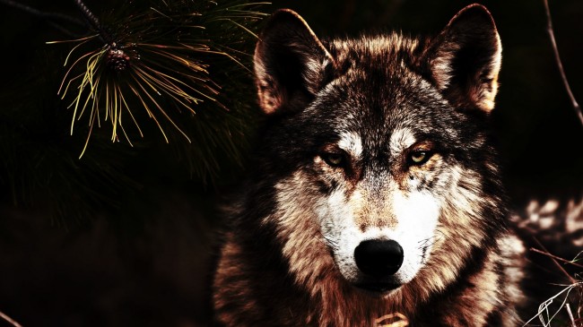 wolves_1920x1080_wallpaper_Art_2560x1440_animalhi.com