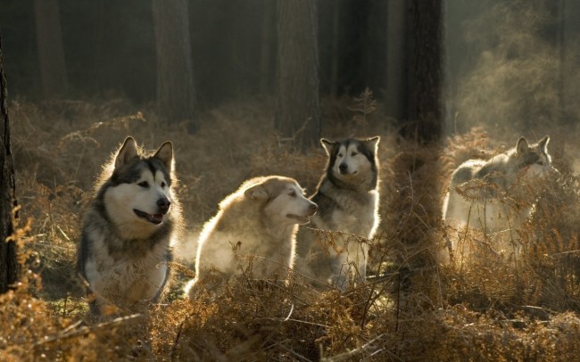 wolves_1920x1200_wallpaper_Art_2560x1600_animalhi.com