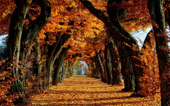 Autumn1