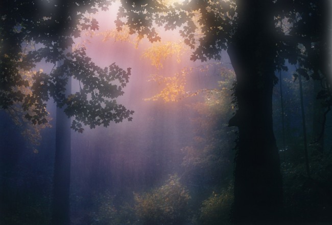 Painterly Autumn Trees and Light