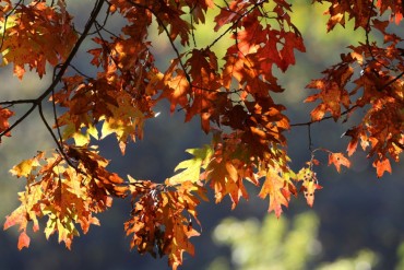 fall_autumn rugsejis