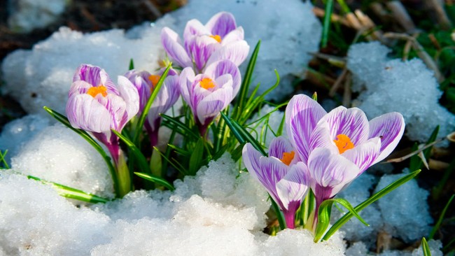 krokai pavasaris violetiniai