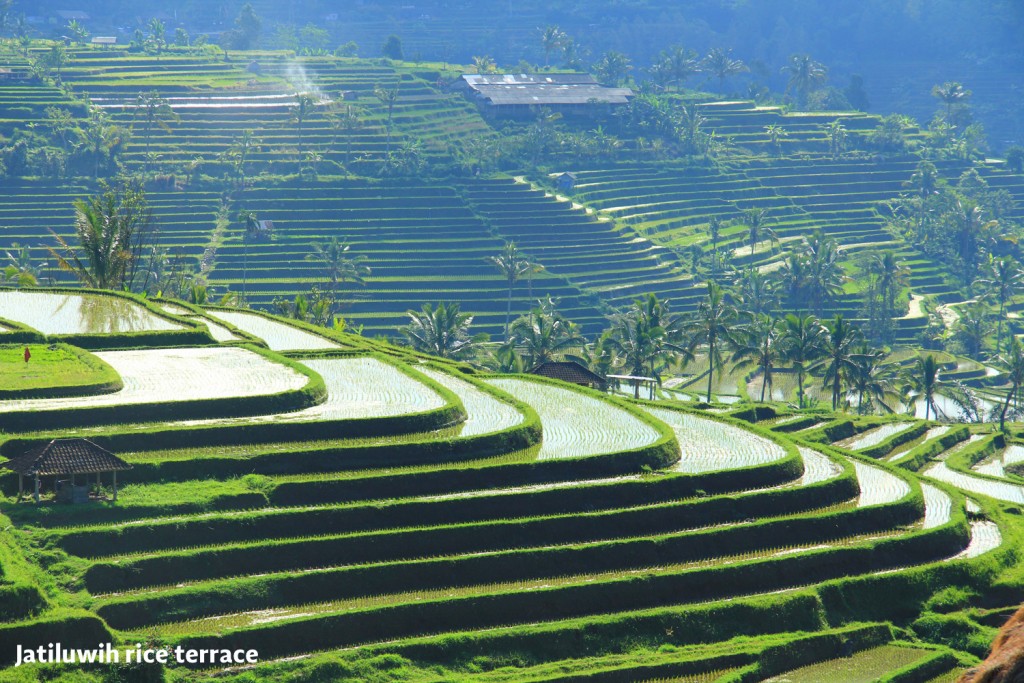 jatiluwih-rice-terraces