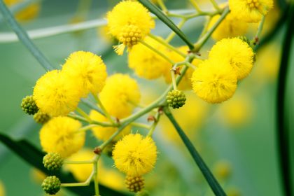 Closeup of yellow acacia (mimosa) trees on the nature