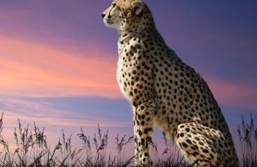 Gepardo metai 2022 astrologija Avesta
