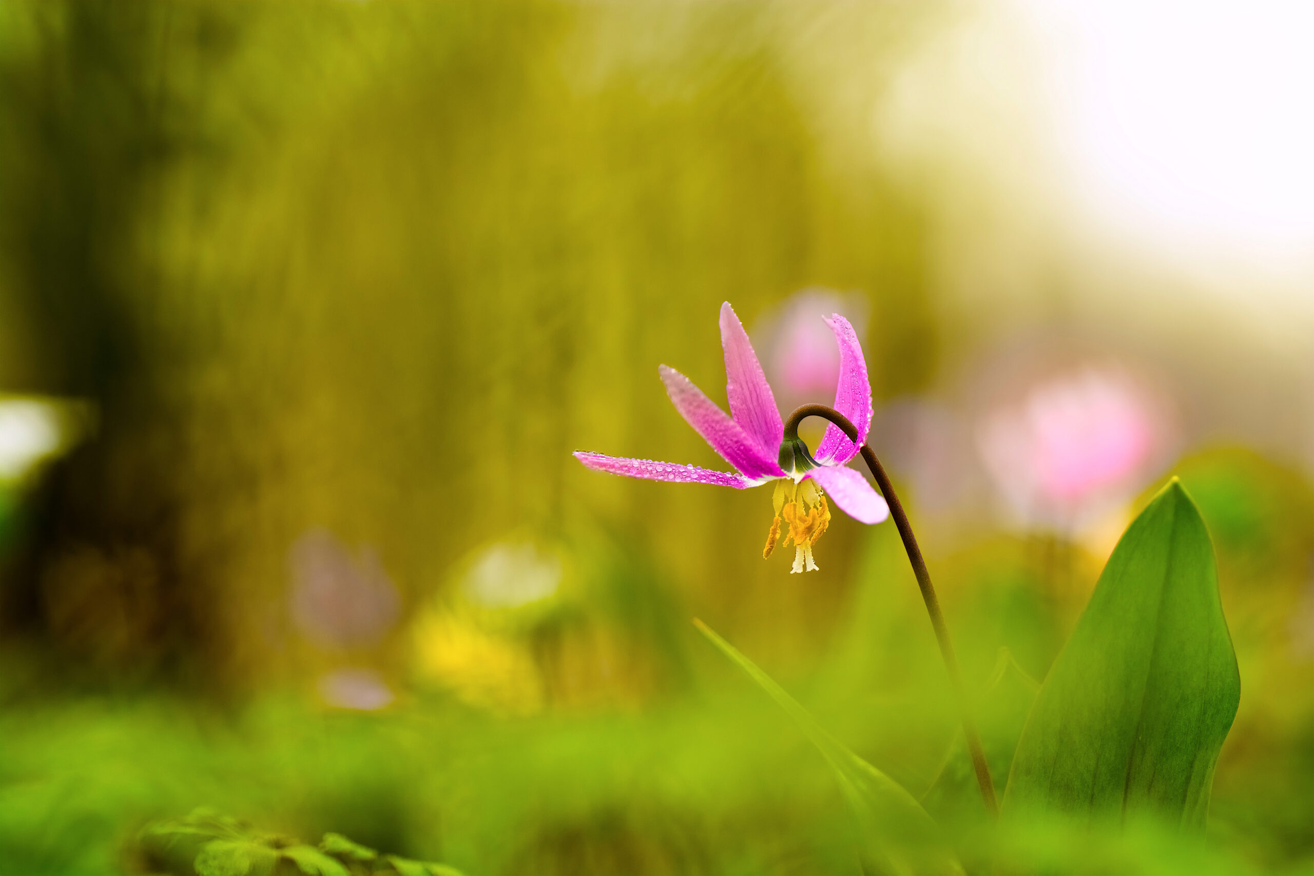 Sekmadienio meditacija 2022 05 01