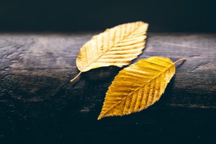 Lapkričio mėnesio astrologinės tendencijos N. Gabija Wolmer. Lapkričio mėnesio astrologinės tendencijos