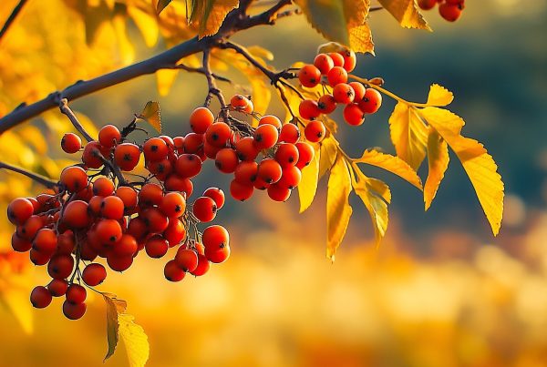 N. Gabija Wolmer. Rugsėjo astrologinė prognozė