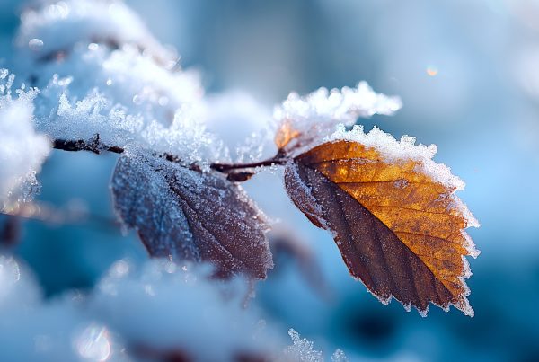 N.Gabija Wolmer. Vasario antra savaitė, 02.09-15