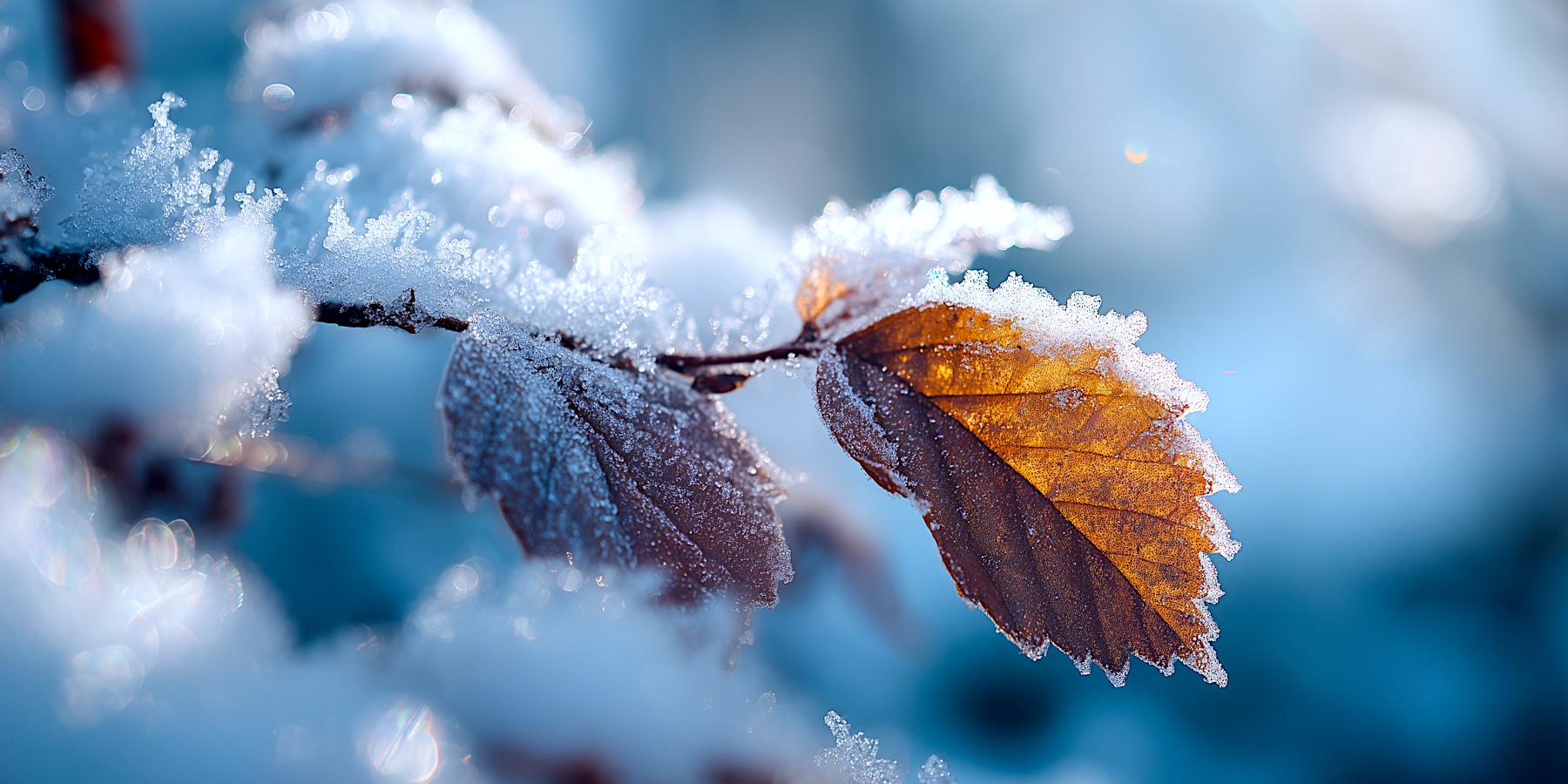 Vasario antra savaitė, 02.09-15 d.