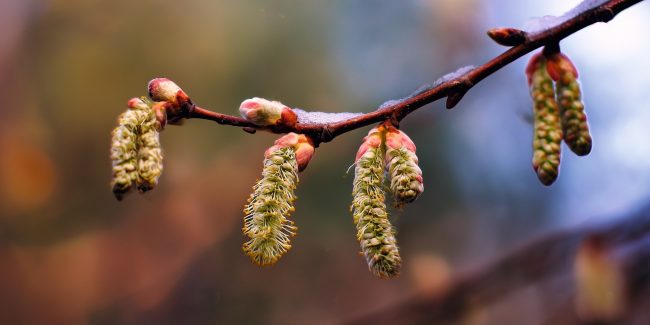 N.Gabija Wolmer. 2026 - Savaitės astrologinė analizė, kovo 09-15 d.