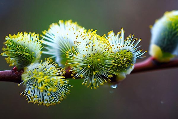 N.Gabija Wolmer. 2026 - Balandžio astrologinė analizė